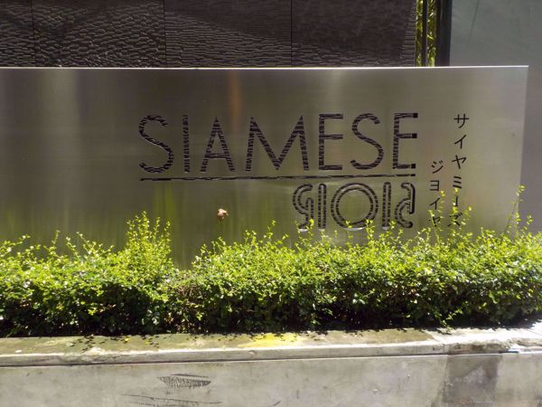0003610_w_siamese-gioia_600.jpeg